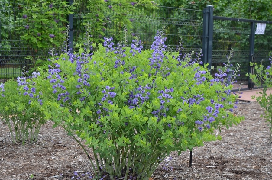 1 False Indigo 12-24″ Wildflower Bare Root