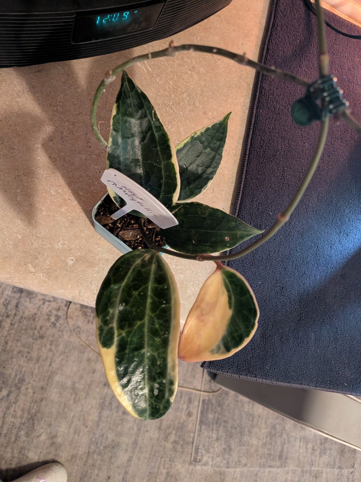 Hoya Macrophylla Variegated Indoor & Outdoor Tropical Houseplant in 4″ Pot