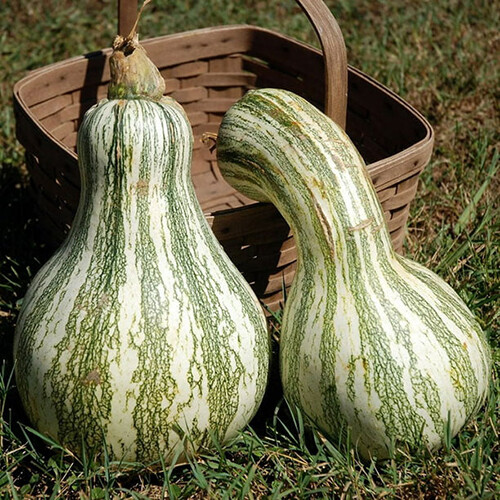 Cushaw Green Striped Pumpkin Seeds | Non-GMO | Free Shipping | Seed Store | 1080