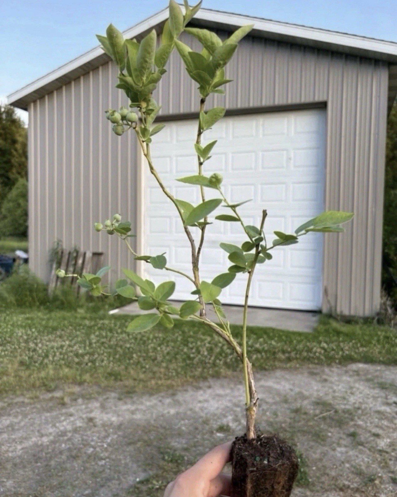 Blueberry Plants (Rooted Cutttings) QTY: 50