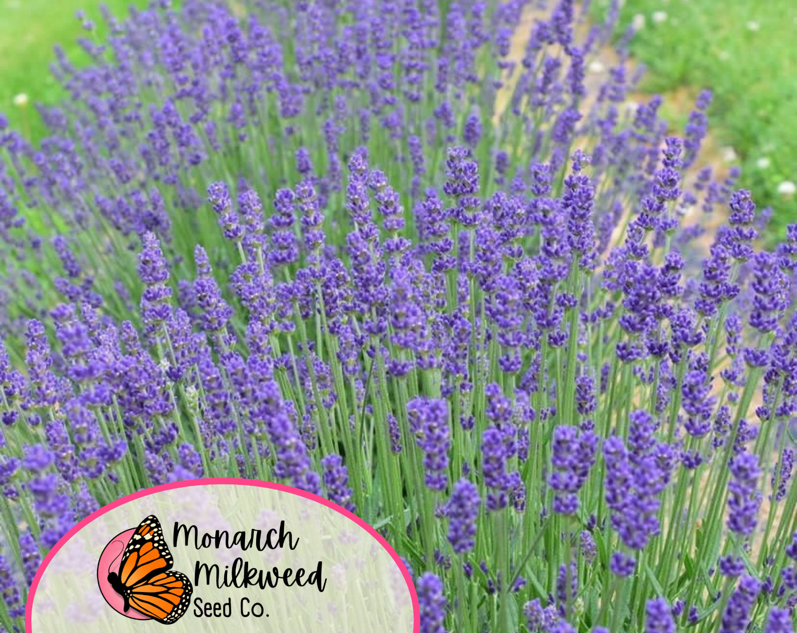 500+ English Lavender Herb Seeds | Heirloom, Non-GMO, Herb Gardening Seed Packet