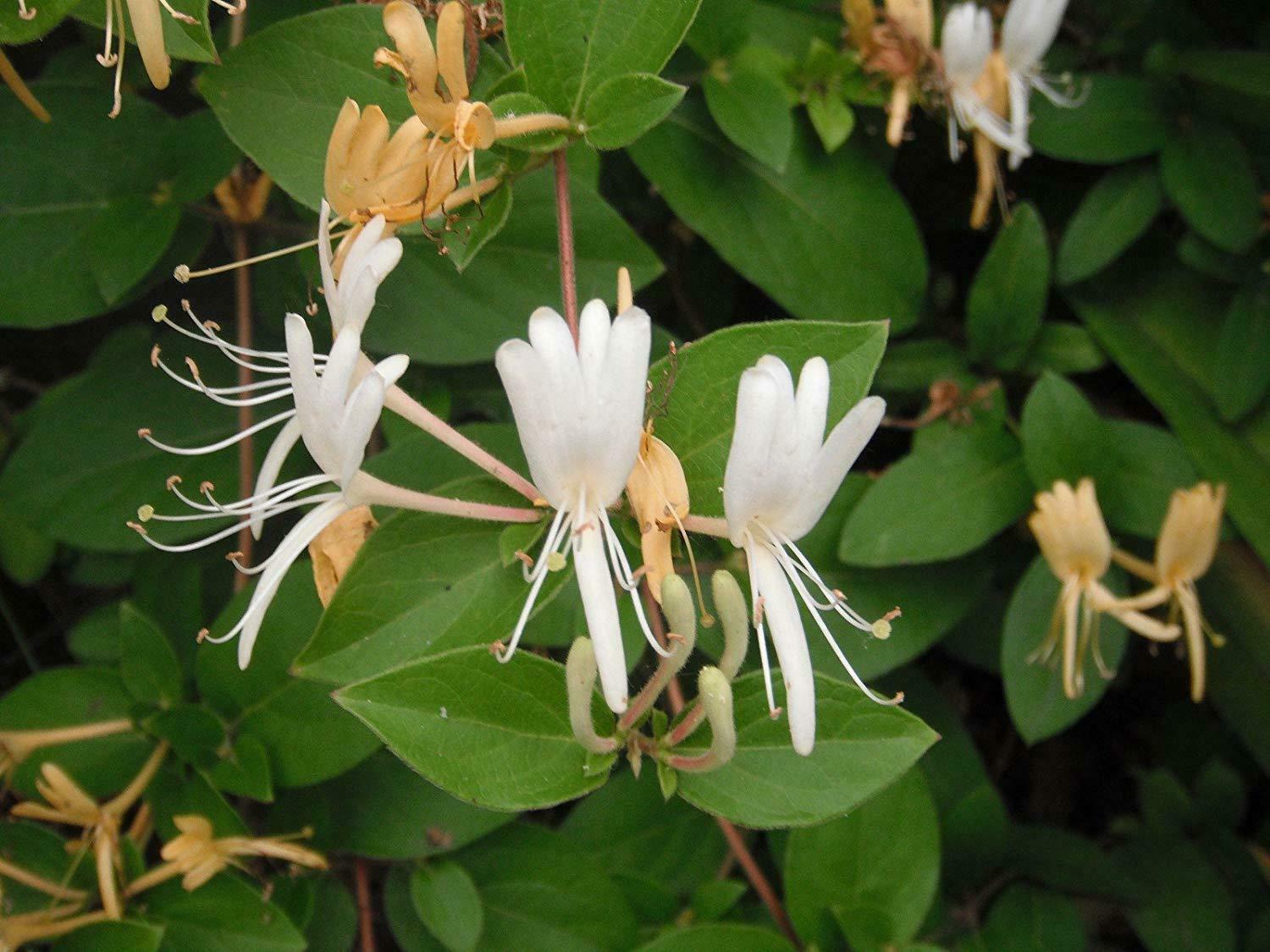 20 pc Japanese Honeysuckle Plant Vine Seed Organic Natural Grown Edible Vine