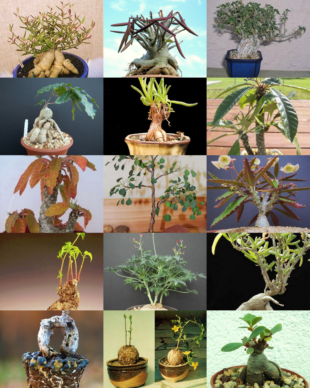 BONSAI PLANTS MIX rare base plant exotic caudiciform succulents caudex 50 seeds