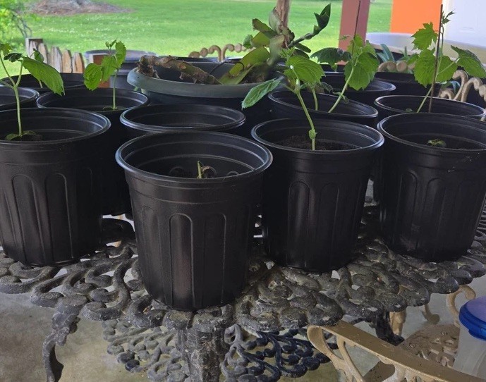 Mirliton Chayote Plant, Healthy Nutrients
