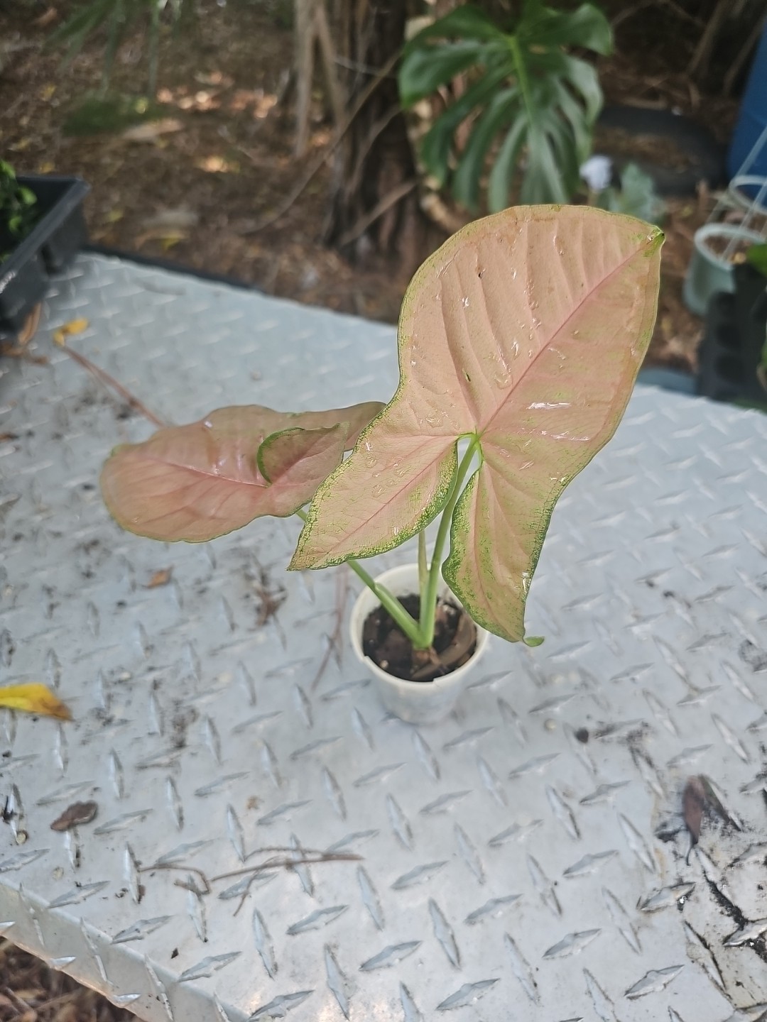 Syngonium pink Red Green Podophyllum Arrowhead Plant Fully Rooted 2.5″ Pot