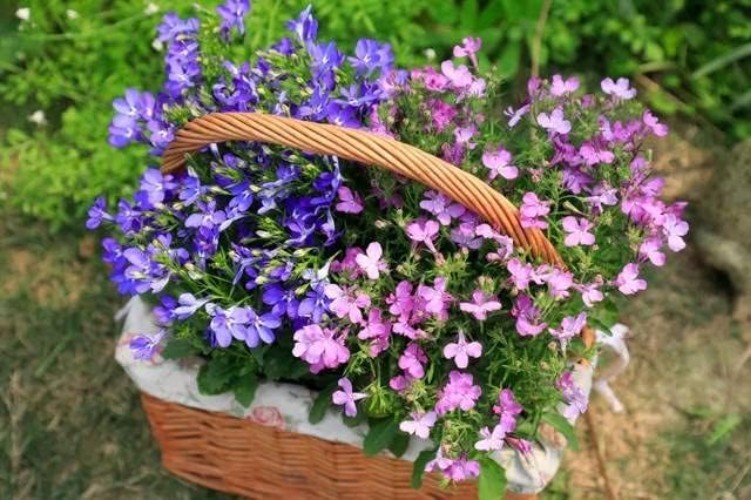Attract Pollinators with 1000+ Mixed Creeping Thyme Seeds for Easy Planting