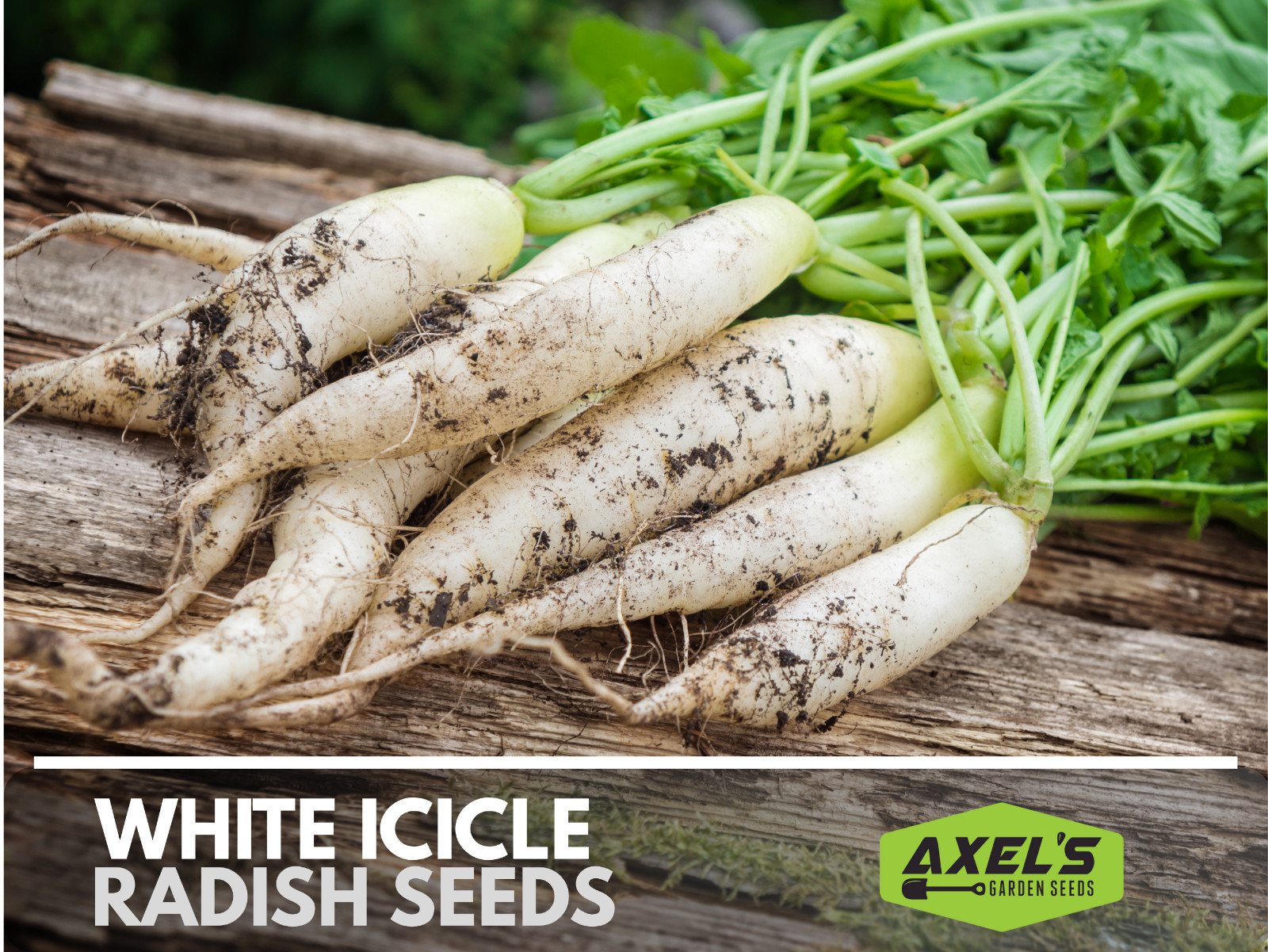 Radish Seeds – Fast Growing Heirloom Non GMO, Free Shipping, White Icicle