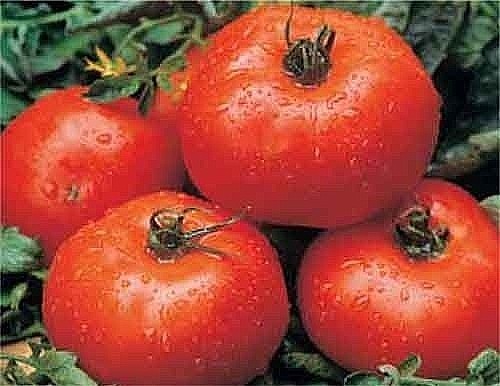 ACE 55 tomato heirloom non-gmo LOW ACID GREAT CANNER! DISEASE RESISTANT! O.P.