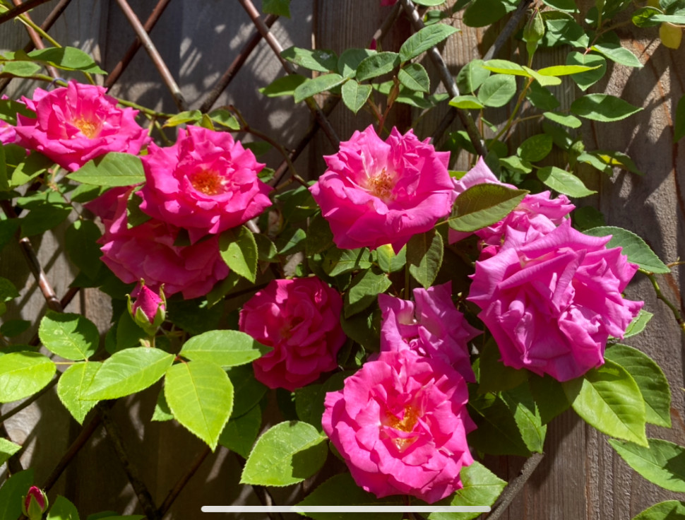 Zephirine Drouhin THORNLESS Rosa Pink Climbing Rose Own ROOTED Live Plant 6-7″