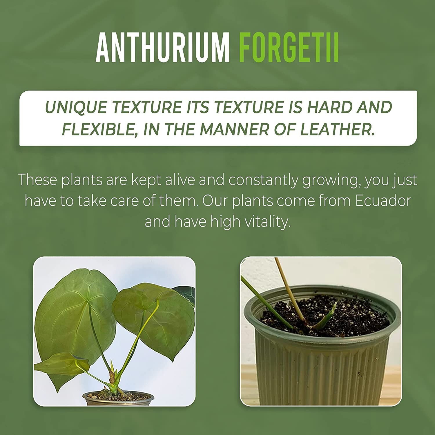 Anthurium Forgetii by LEAL PLANTS ECUADOR| Anthuriums Live Plants | house plants