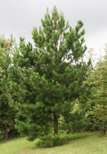 Loblolly Pine Tree | Premium Seeds | Pinus taeda | Plants’®