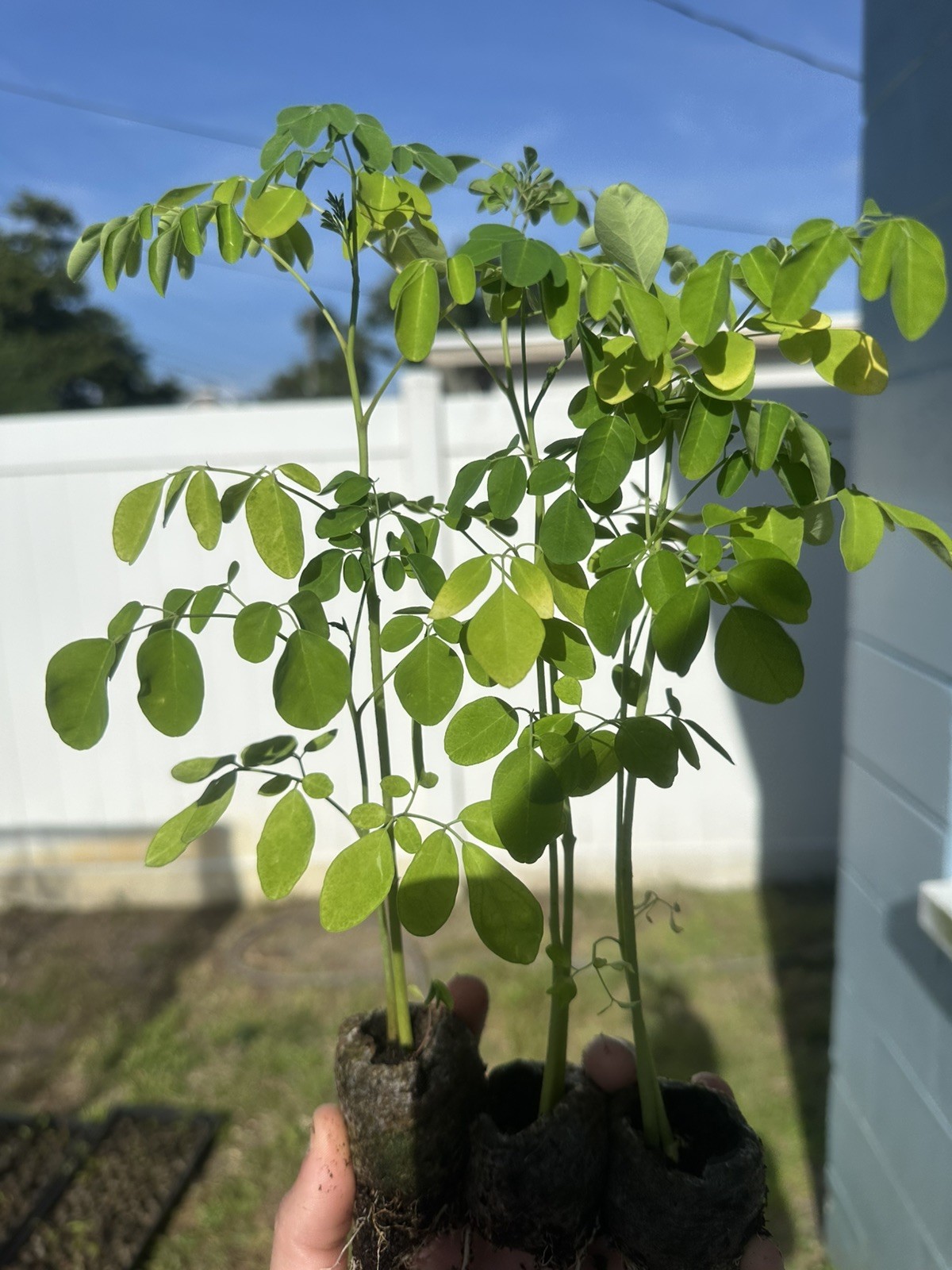 Moringa Plants 10 LIVE Moringa SEEDLINGS with Moringa Seeds Organic Superfood