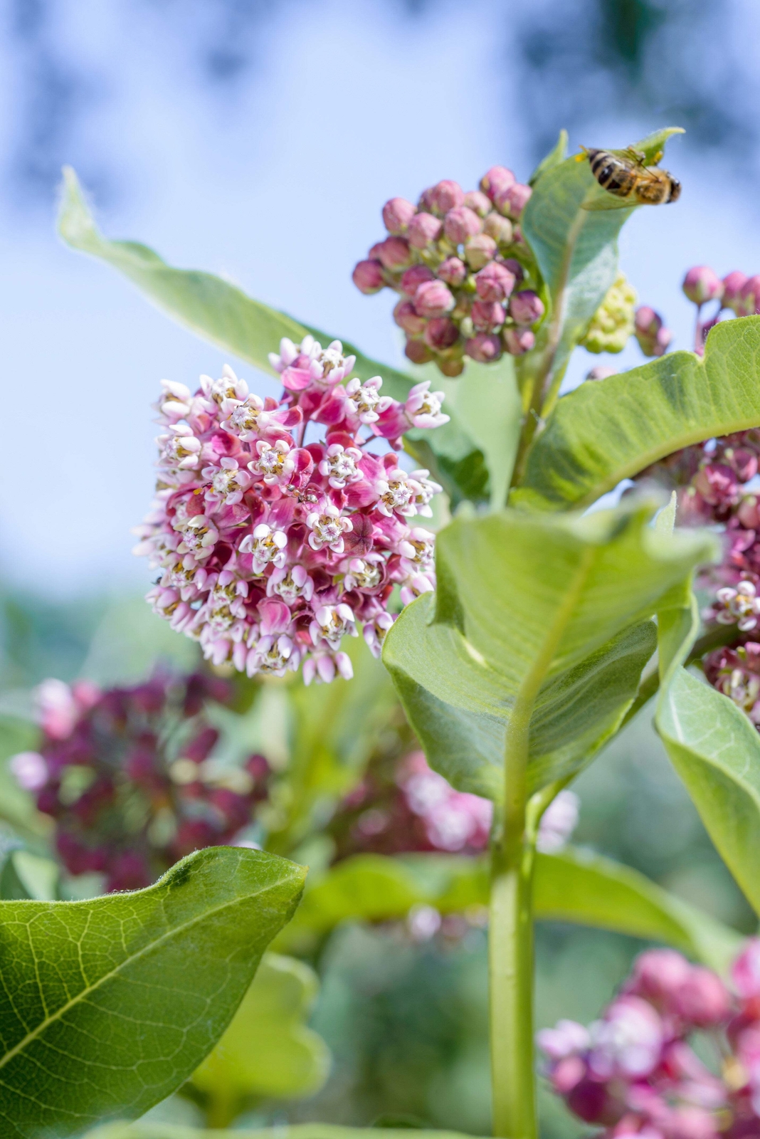 100 PINK COMMON MILKWEED Asclepias Syriaca MONARCHS! Flower Seeds *Flat S/H