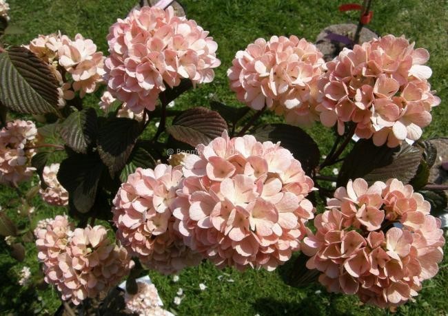 MARY MILTON VIBURNUM JAPANESE SNOWBALL PINK LIVE PLANT 1 PLANT 3.5 INCH POT