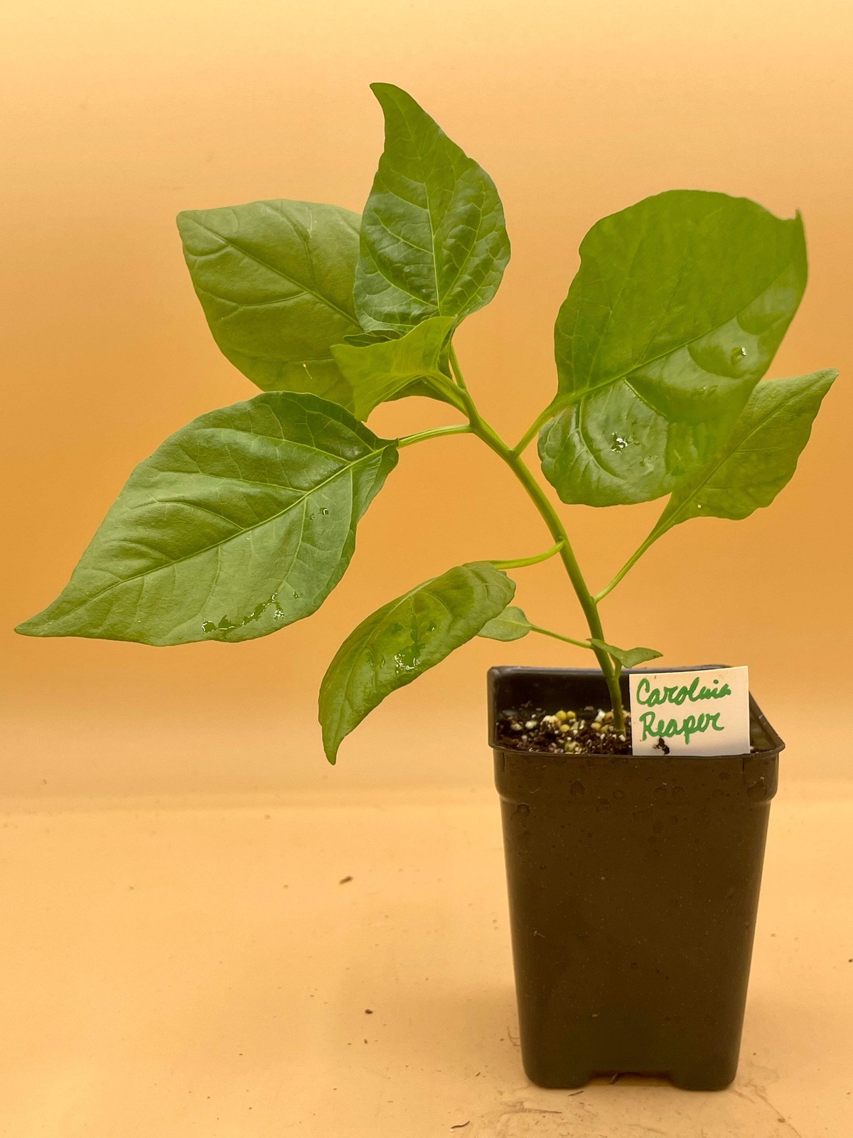 Carolina Reaper Pepper Live 3″ Starter Plant – Capsicum Chinense – Super Hot!!!