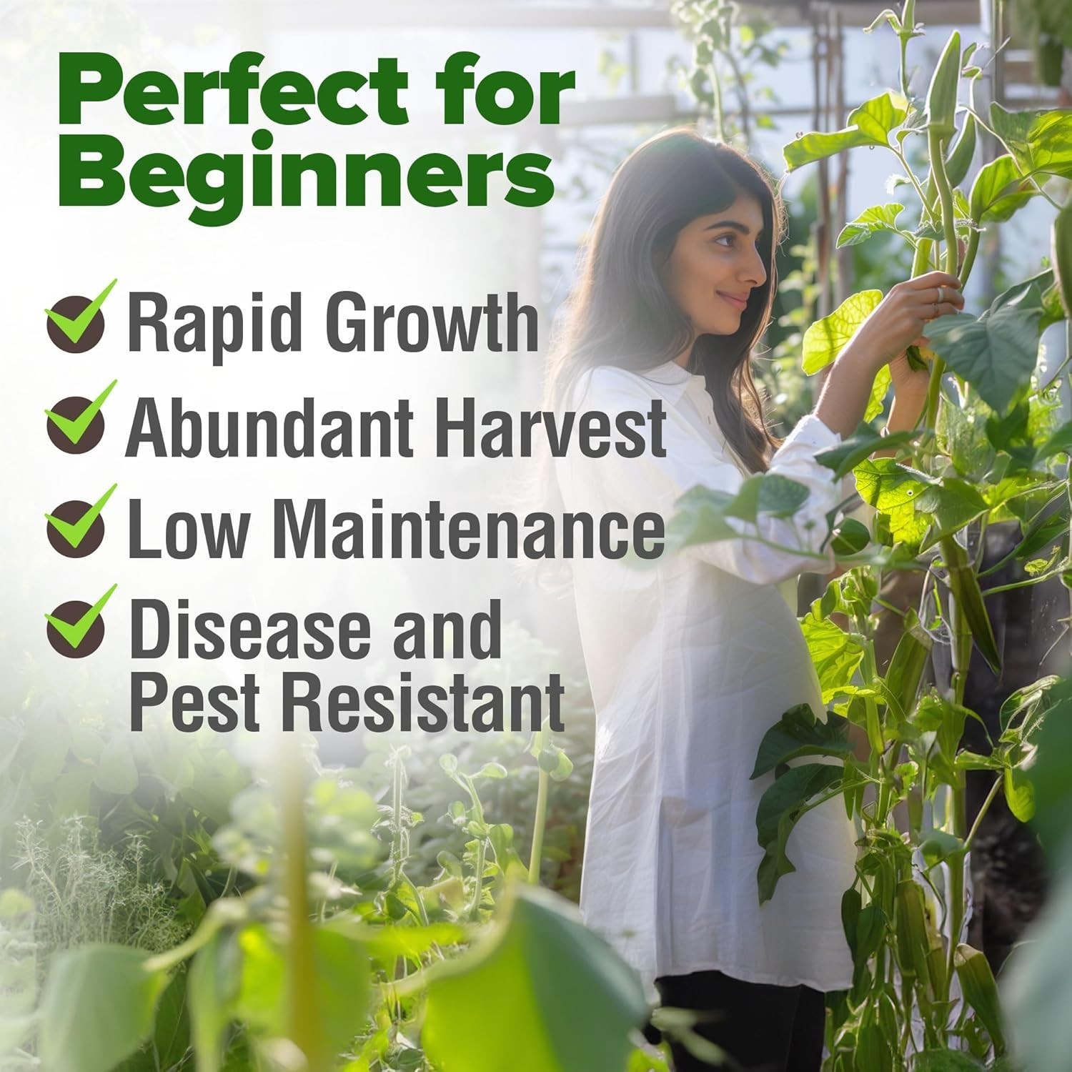 Heirloom Okra Seeds 101+ with High Germination Rate – Perfect for Garden Lovers