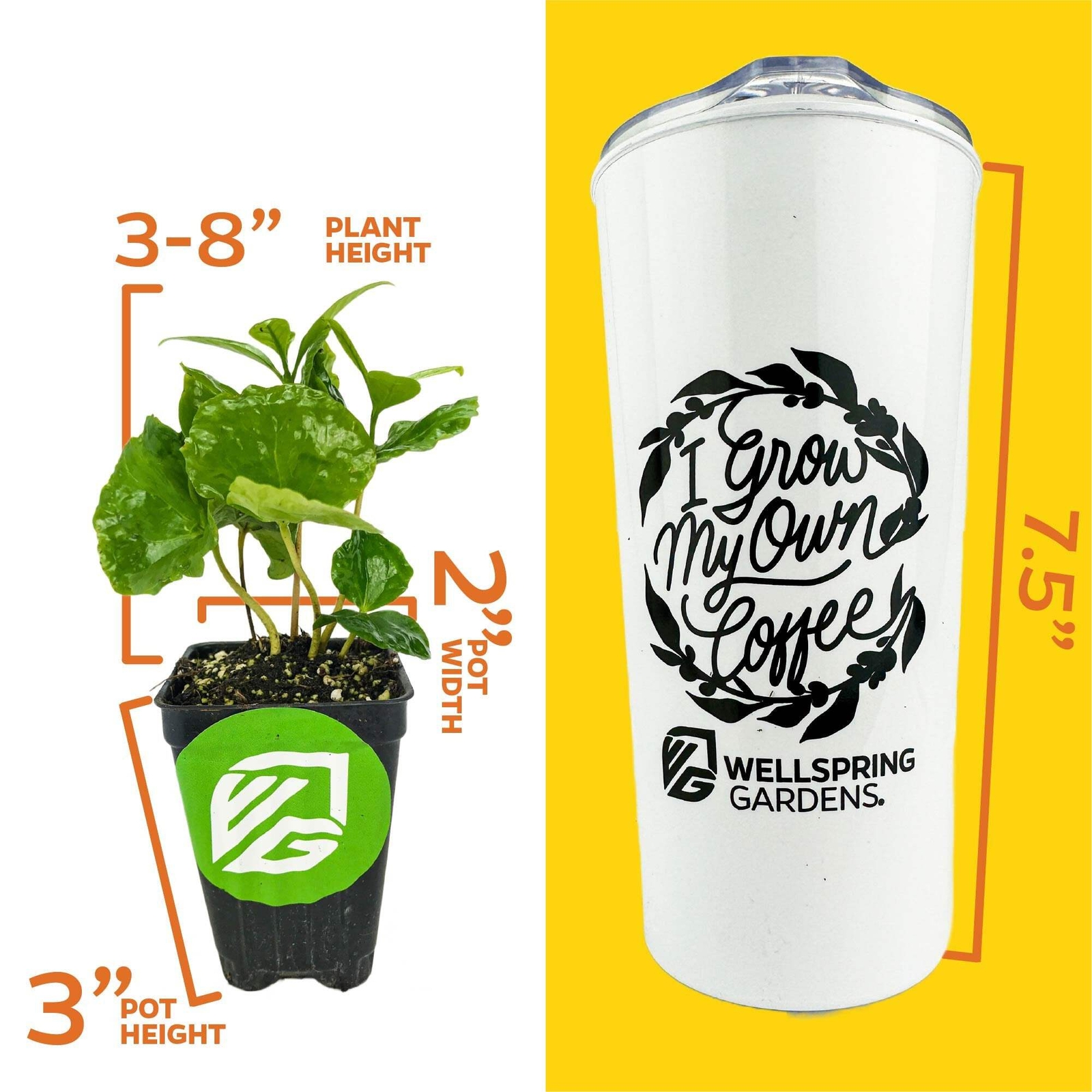 Live Coffee Plant + ‘I Grow My Own Coffee’ 18-OZ Travel Tumbler Gift Set – Coffe