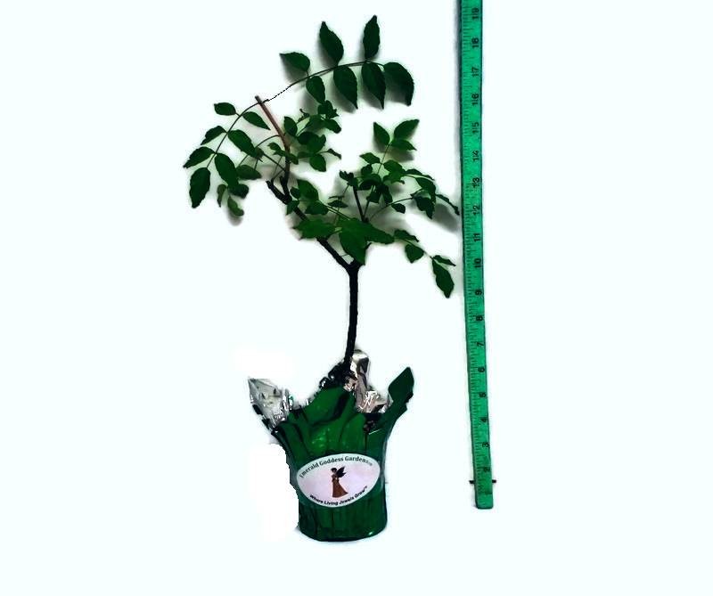 QUEEN of SHEBA Podranea Vine Tropical Plant Fast Grower Fragrant Pink Trumpet