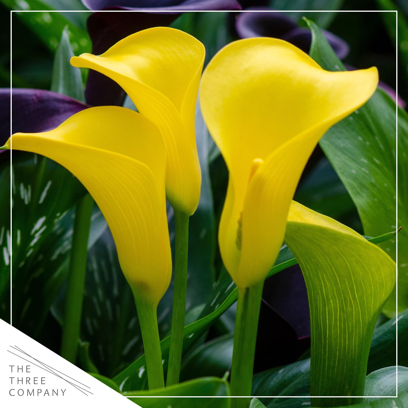 The Three Company Live Flowering Calla Lily 2 Plants Per – 3 – – 12 Tall
