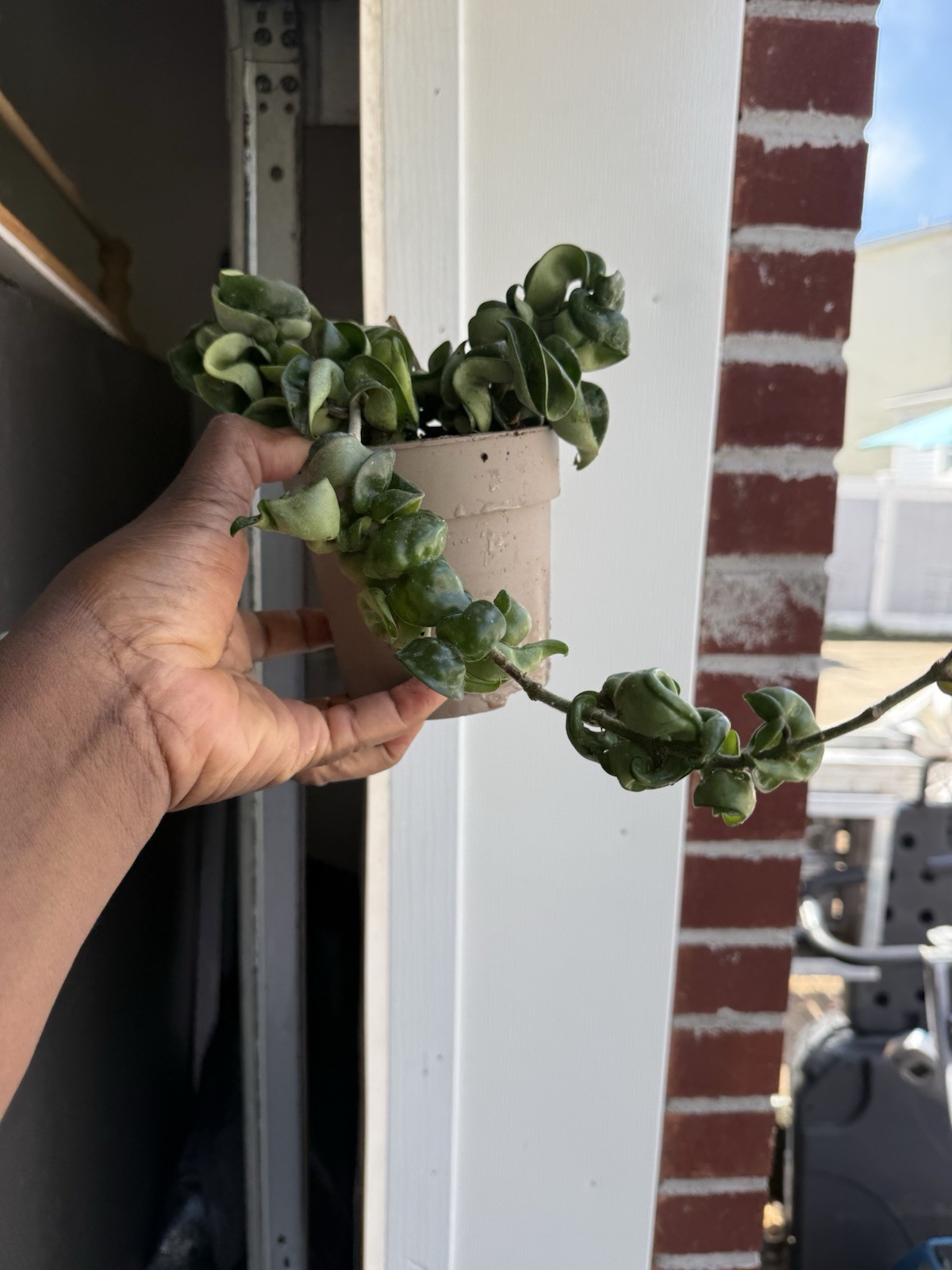 Hoya Indu Rope XL Large Well Rooted Plant