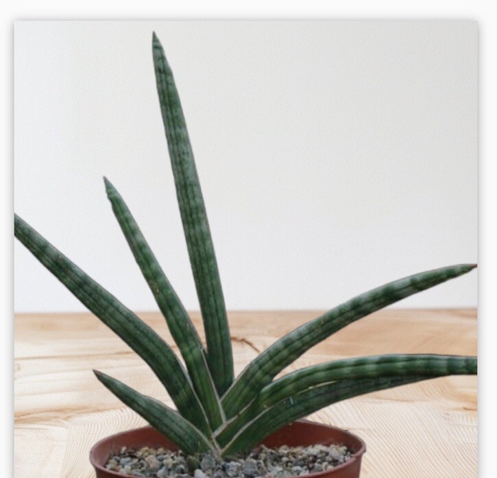 5 cuts Snake Plant Sansevieria Cylindrica 4 ” cuts unrooted Planta espada