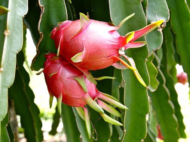 3 White Flesh Dragon Fruit Fresh Cutting Pitaya Succulent Cactus 10”-12”No Root