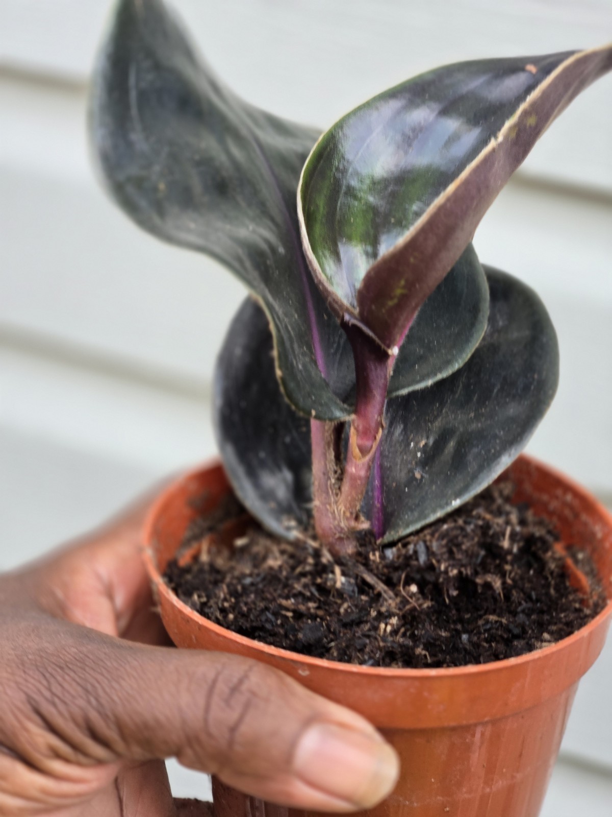 Geogenanthus Ciliatus Rare Plant