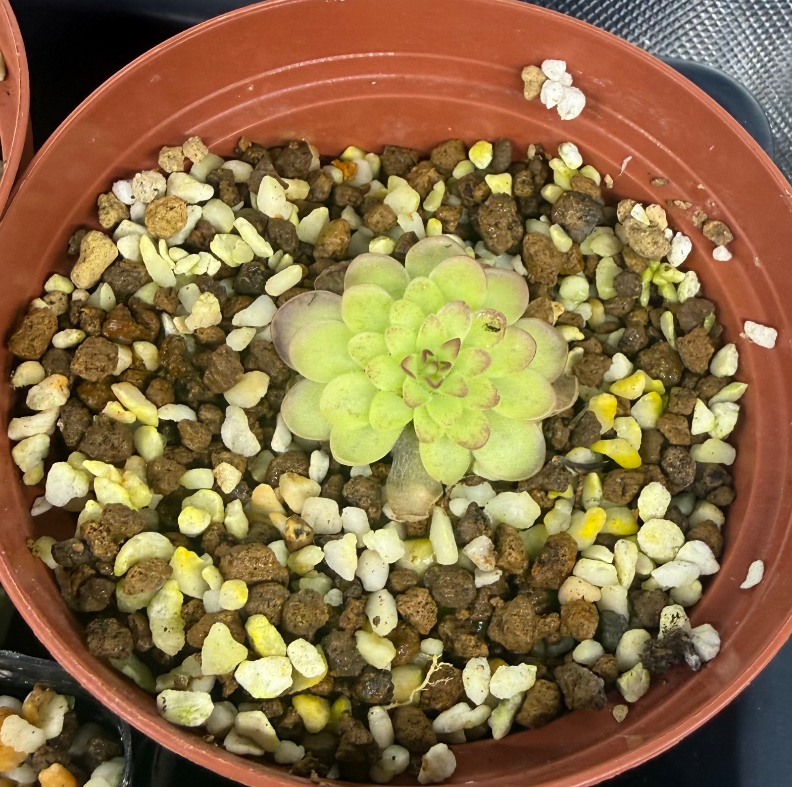 Pinguicula laueana – Mexican Butterwort