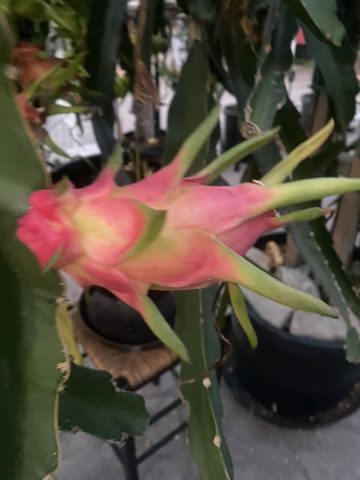 One Vietnamese White DRAGON FRUIT CUTTING 8- 12 Inches