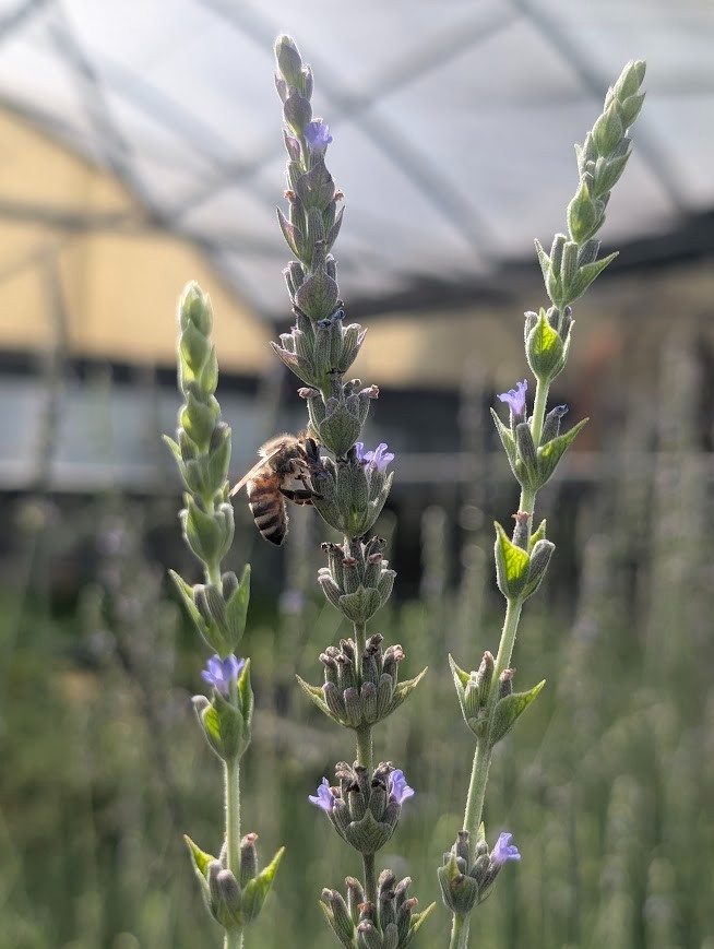 Live Sweet Lavender Herb Plant – 4” Potted (Lavandula x heterophylla)