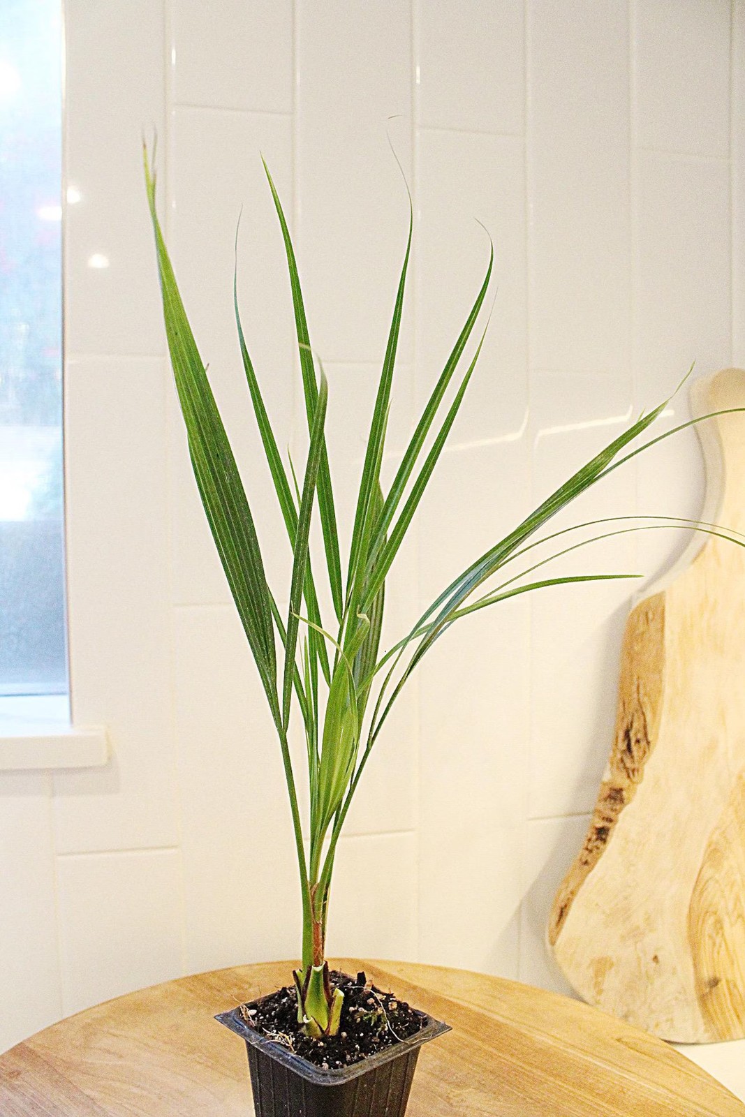 Pygmy Date Palm, 2.5 Inch Pot, Tropical Indoor Starter Plant