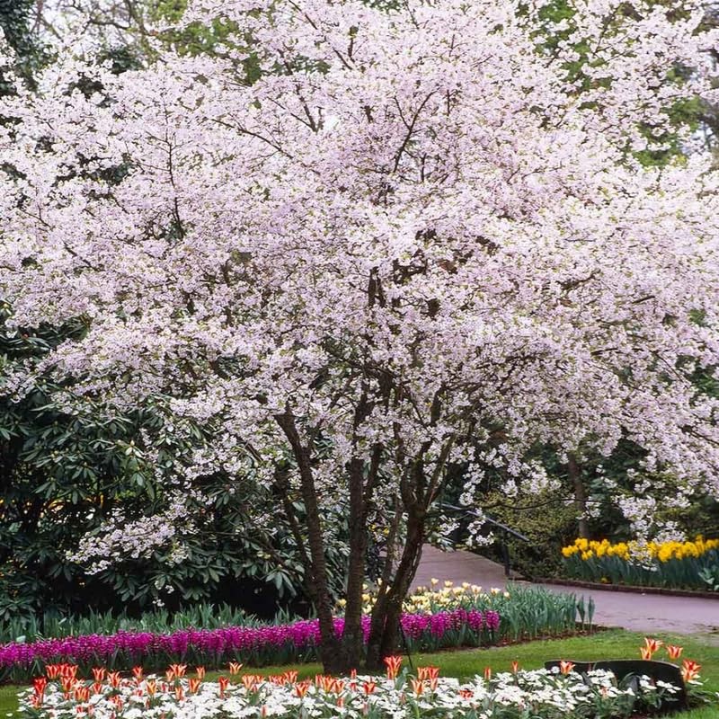 3 White Flowering Dogwood Trees Live Plants, 12-24 Inch Tall, Dormant