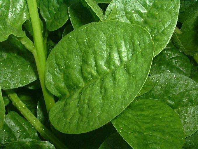 Malabar Spinach green no pot, rooted Small Plants, Size Varies