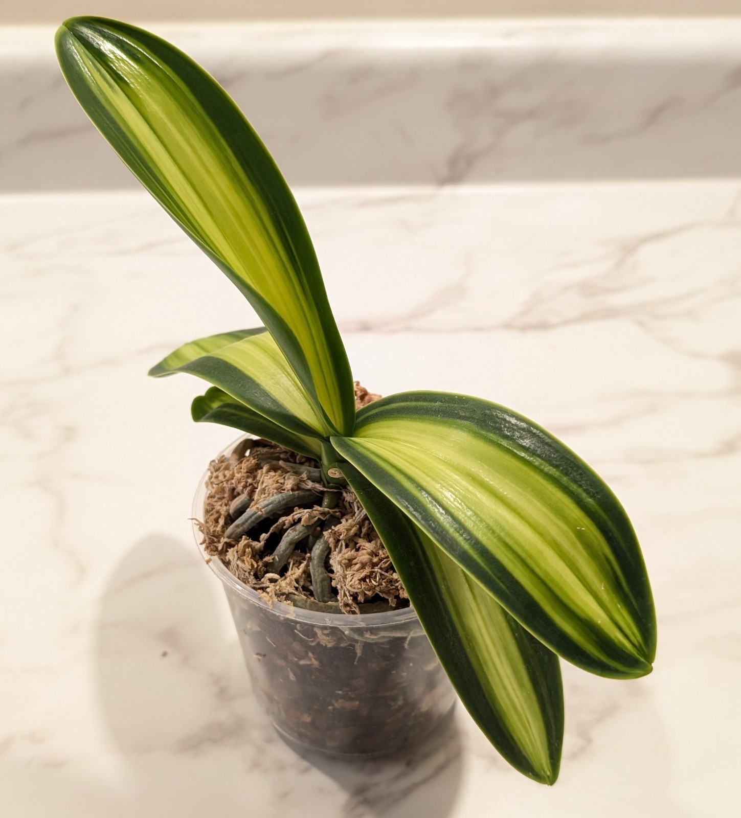 Phalaenopsis Amabilis var. formosanum “Watermelon Variegata”, EXACT plant,4″ pot