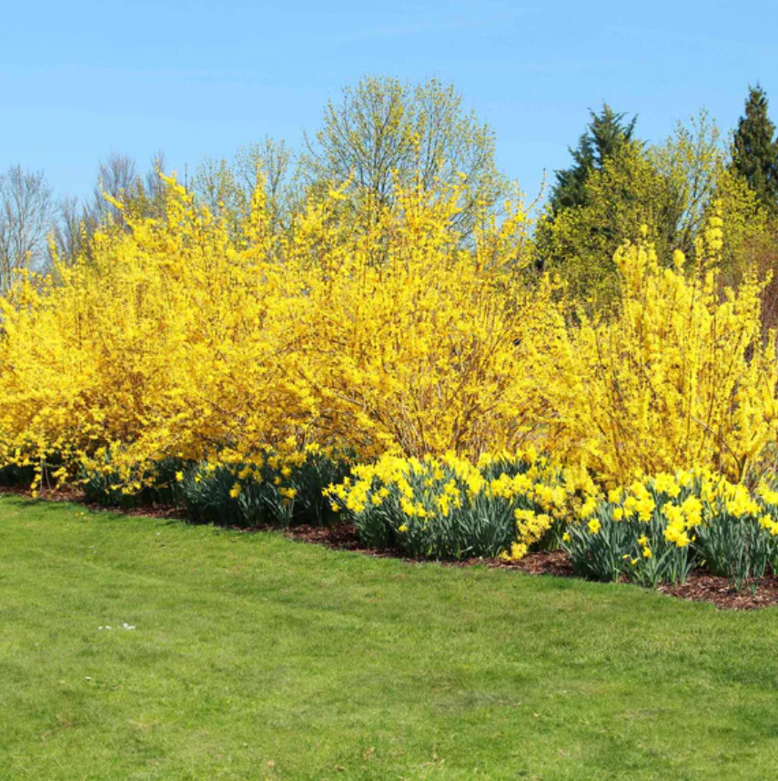 Live Lynwood Gold Forsythia Plant, 4″ Pot, Bright Yellow Spring Flowering Shrub