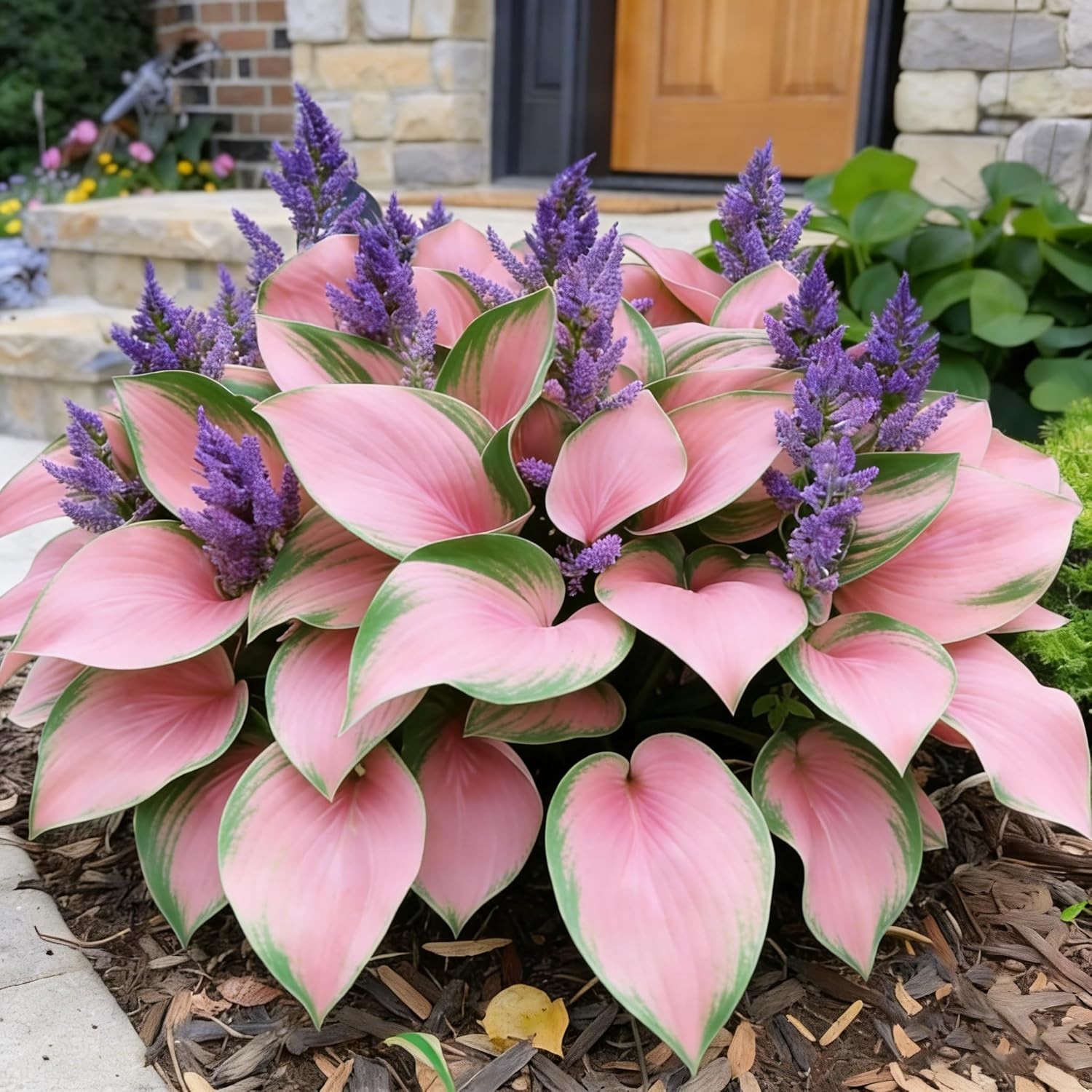 Heart-Shaped Hosta Seeds – 100 Rare Low Maintenance Perennial Roots for Shade Ga