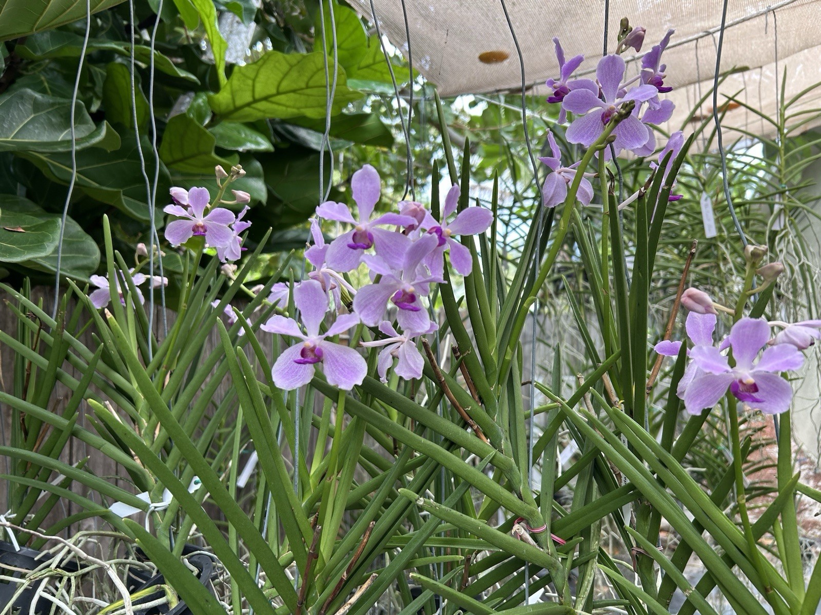 Vanda Bleu Claire Semi Terete Vanda Sun Loving Orchid