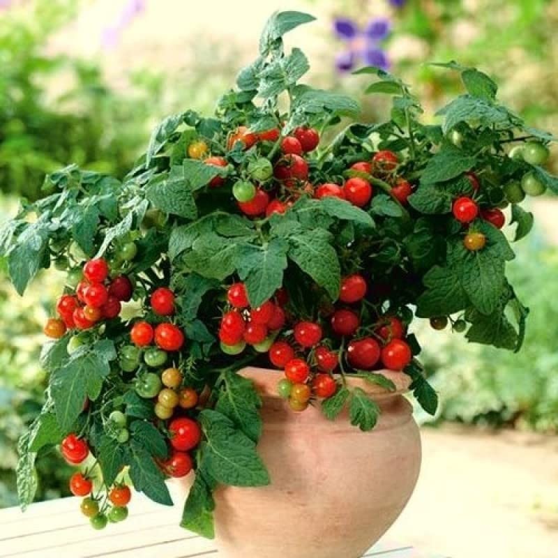 – 40+ Seeds Indoor Dwarf Tomato Year-Round – Vegetable Red