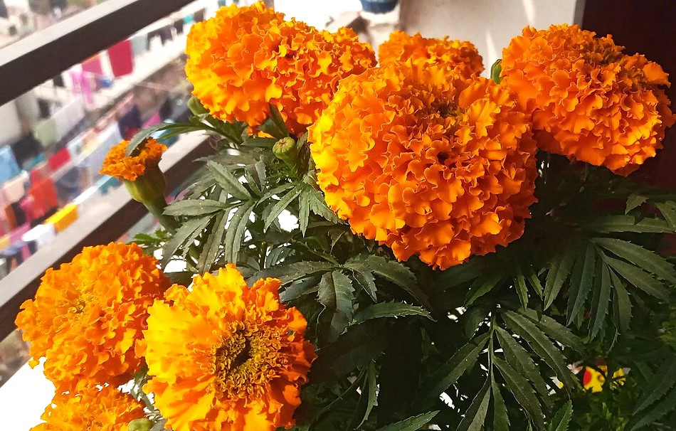 Hawaii Orange African Marigold Seeds – For 2025 Planting Big Beauty Flower Deer