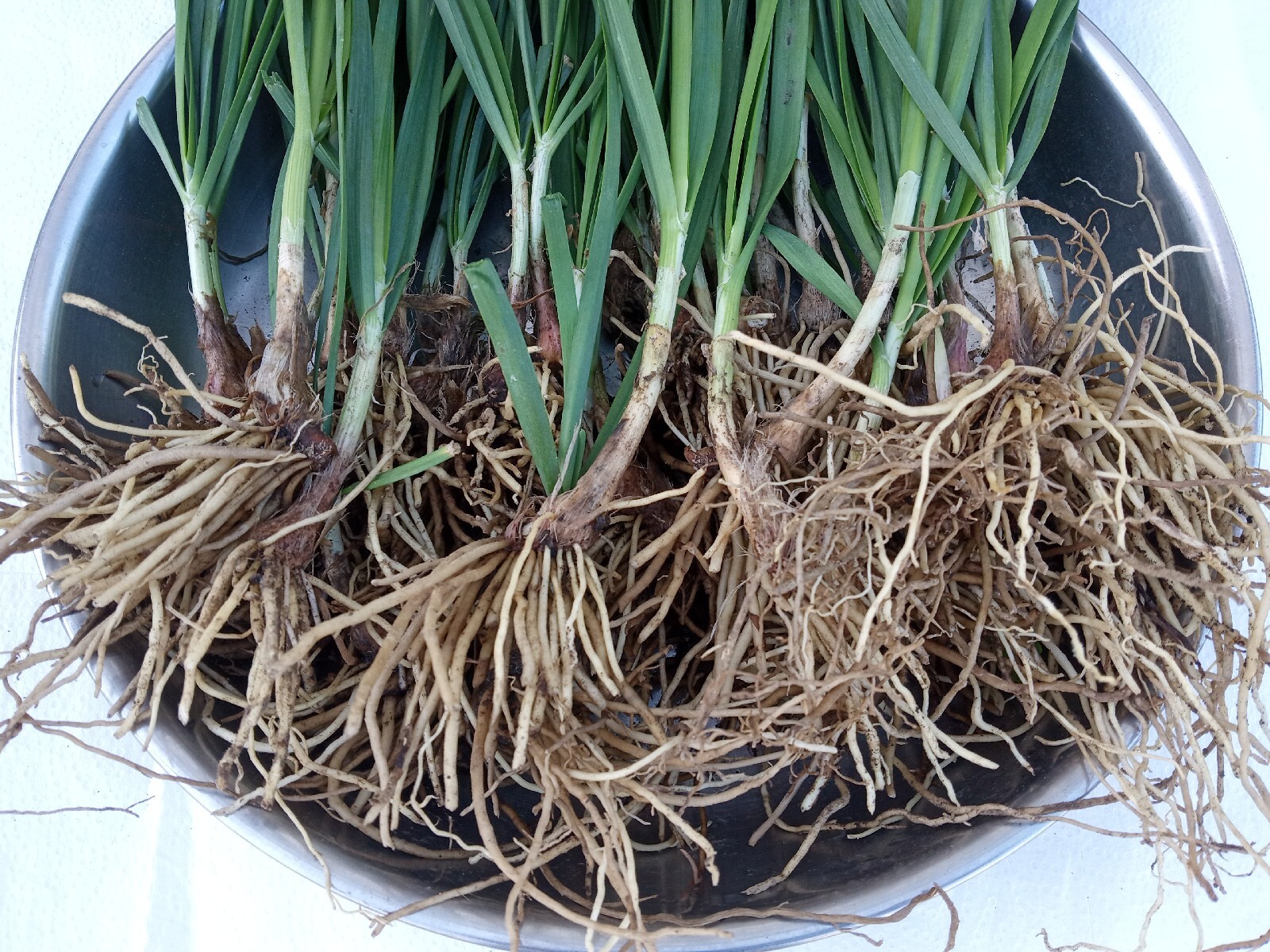 20 Garlic Chives 韭菜根 Live Organic Bare Root Hardy Perennial Herb – Ready to Grow