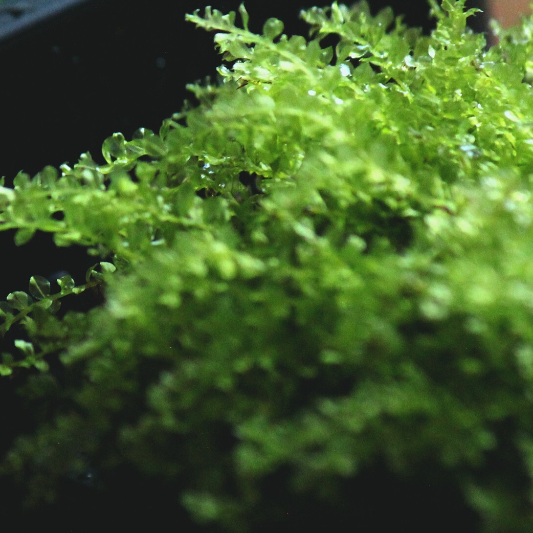 Plagiomnium clear jewel Moss cultivated – Live 1 piece 2×2″ terrarium/vivarium