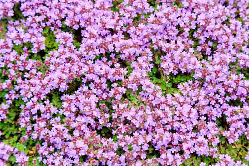 Elfin Thyme Thymus 25 Plants in 3-1/2 inch Pots