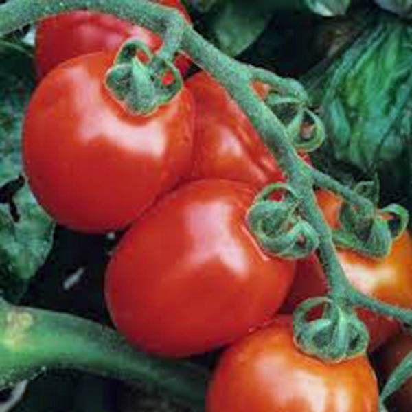 TOMATO SEED, TOMATO, ITALIAN ROMA, HEIRLOOM, 100 SEEDS, NON GMO