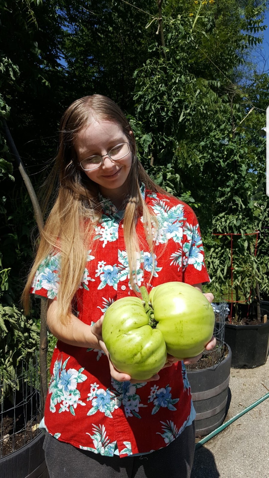 Giant Tomato Seeds X20! Big Zac! Award Winning! Can Produce Tomatoes over 5lbs!!