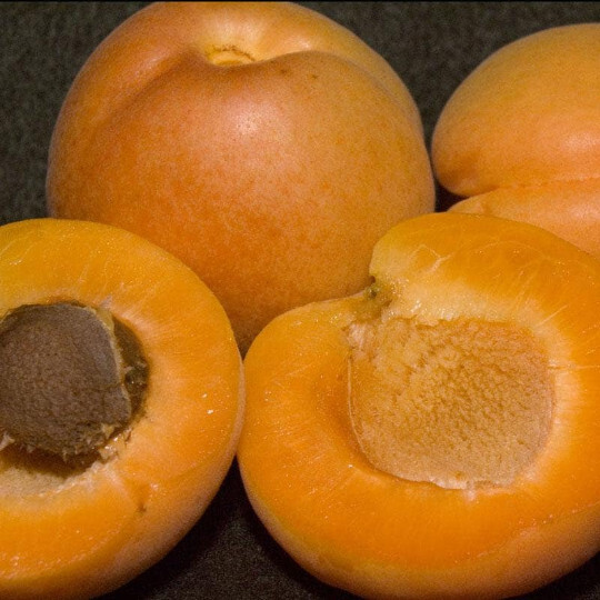 Flavor Delight Aprium scions/cuttings (Apricot X Plum hybrid)