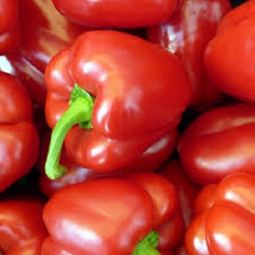Premium Big Red Sweet Bell Pepper Seeds – Very Sweet When Ripe! Fresh Organic