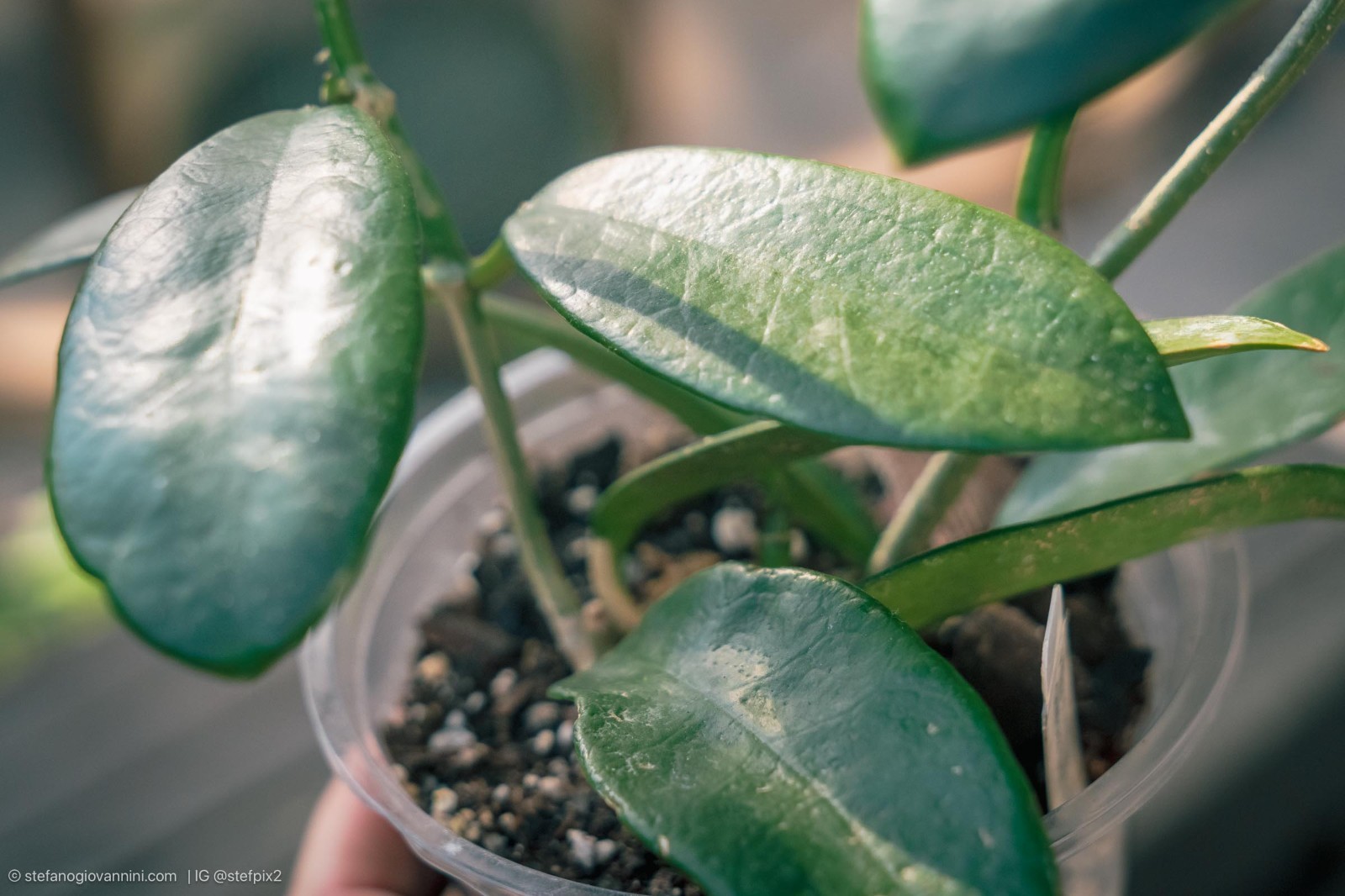 Hoya meliflua rooted in 5.5″ pot. vigorous grower.
