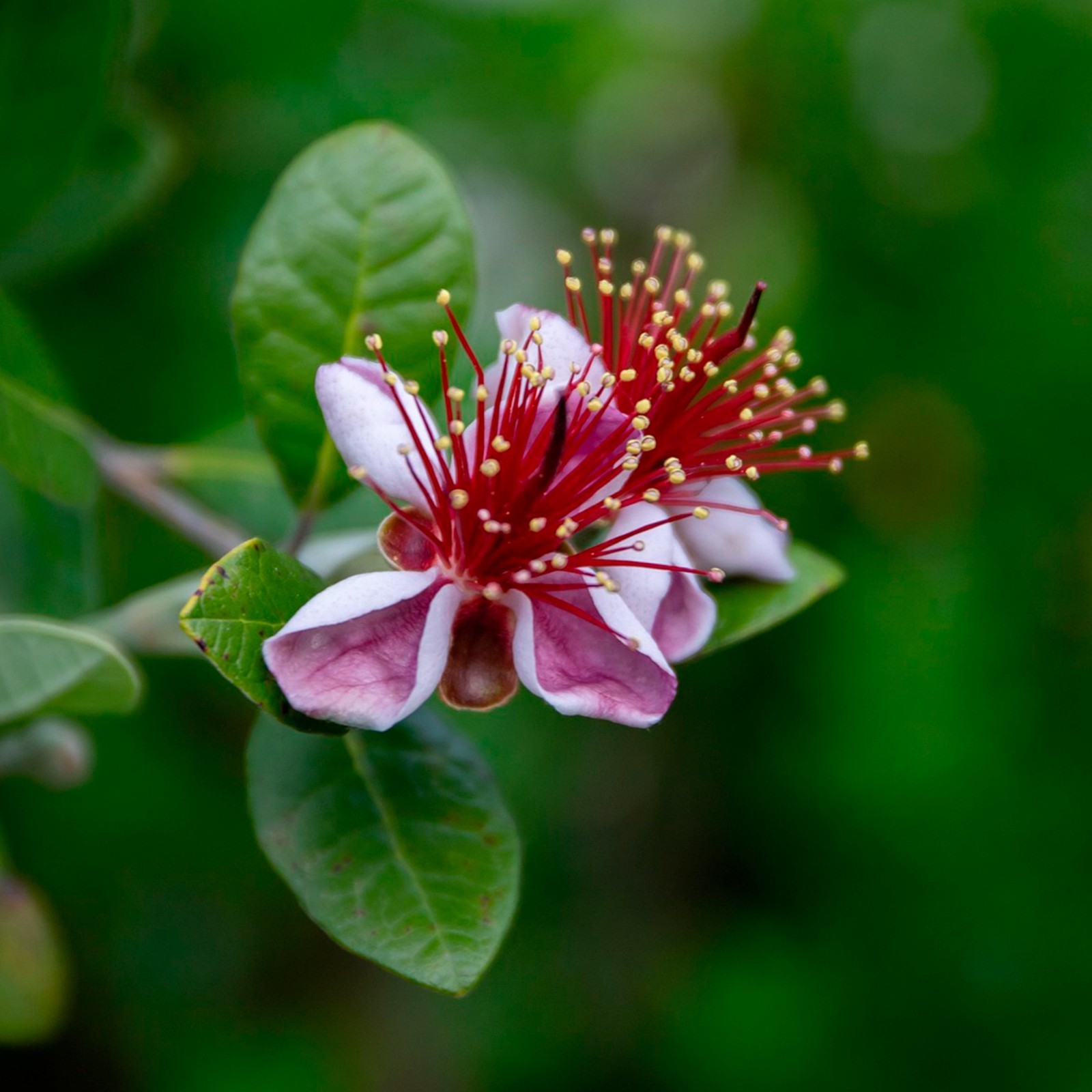 Pineapple Guava (Feijoa) Trees in 2.5-inch Nursery Cubes | Feijoa Sellowiana