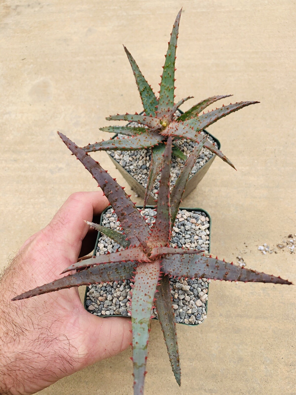 Aloe hybrid ‘Purple Wave’ (Aloe Castilloniae X ‘Purple Haze’) Rare Aloes, Plants