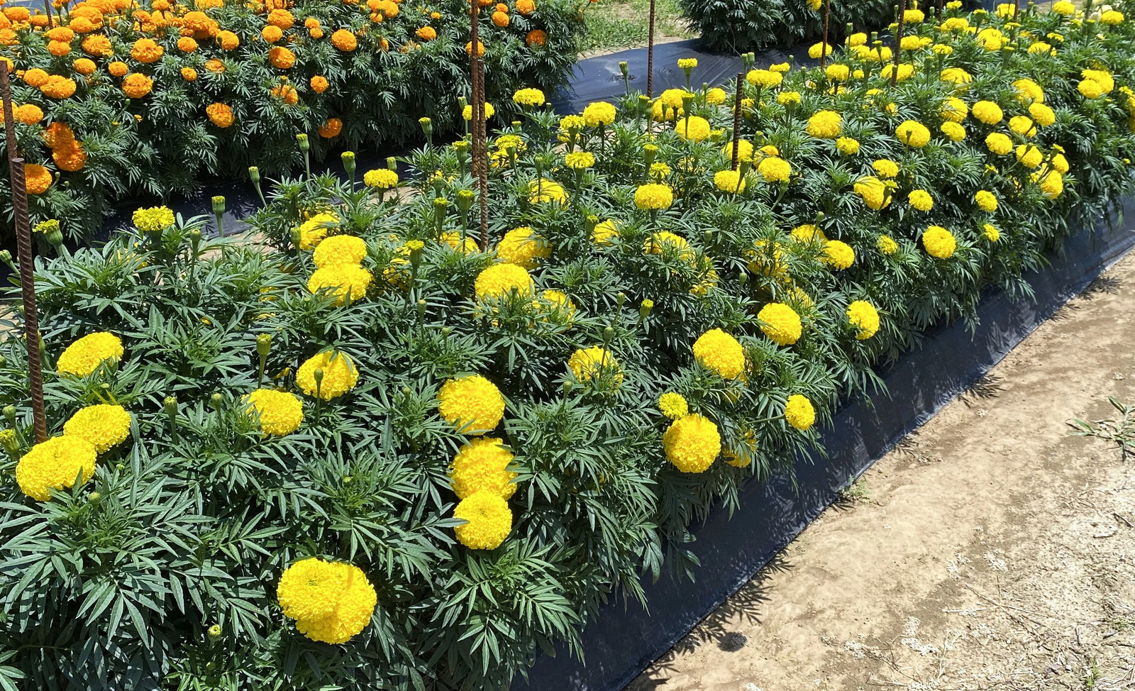 Mary Helen Yellow African Marigold Seeds – For 2025 Planting Big Beauty Flower